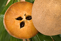 sapodilla 
